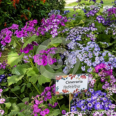 Sunder Nursery is a 16th century heritage park complex situated near Humayun`s Tomb in New Delhi India. These colorful flowers Stock Photo