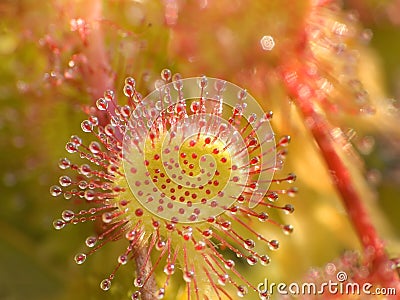 Sundew Stock Photo