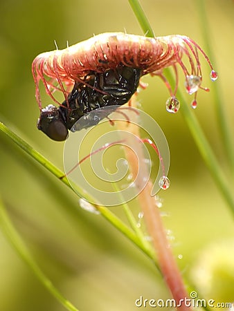 Sundew Stock Photo