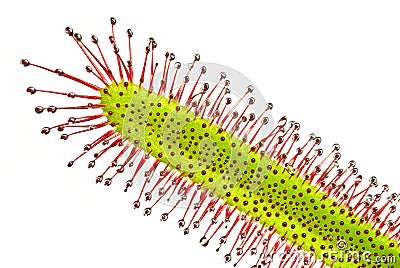 Sundew (Drosera capensis) Stock Photo