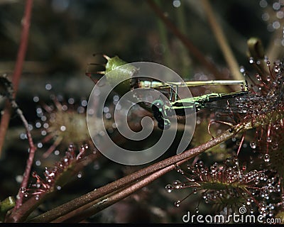 Sundew with Eastern Forktail Damselfly Stock Photo