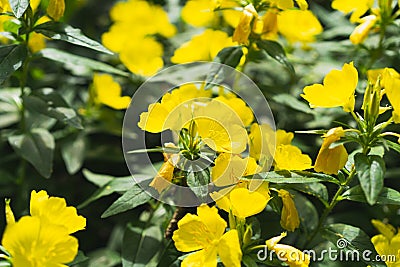 Sundrops. Beautiful yellow flowers in the garden. Stock Photo