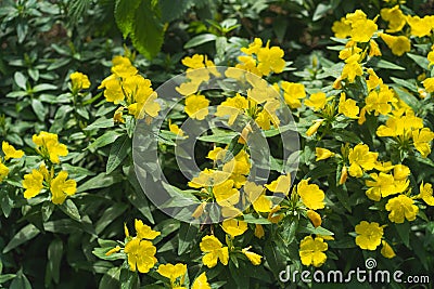 Sundrops. Beautiful yellow flowers in the garden. Stock Photo