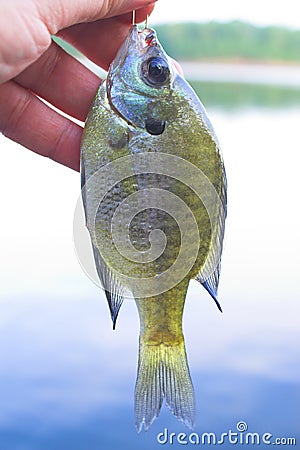 Sunfish, aka, White Crappie Stock Photo