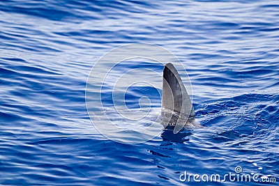 Sunfish fin coming out water as a shark metaphor Stock Photo