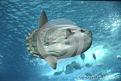 Sunfish Stock Photo