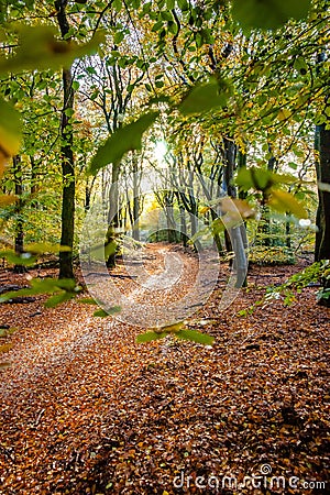 Sunflair on footpath at forest in autumn season, netherlands Stock Photo