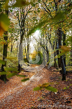 Sunflair on footpath at forest in autumn season, netherlands Stock Photo