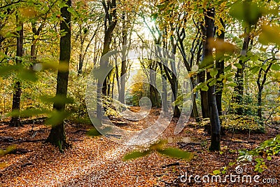 Sunflair on footpath at forest in autumn season, netherlands Stock Photo