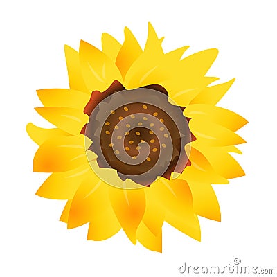 Sunflower Vector Illustration