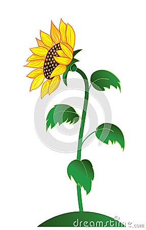 Sunflower Vector Illustration