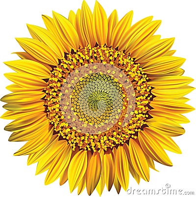 Sunflower Vector Illustration