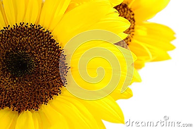 Sunflower Stock Photo