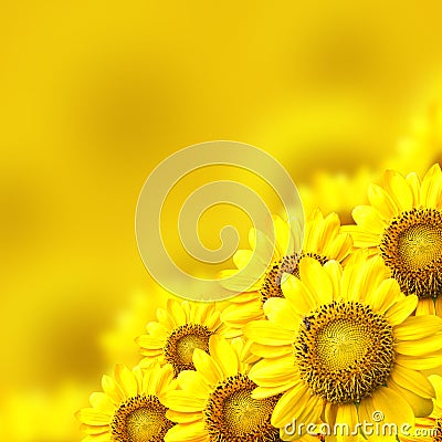 Sunflower Stock Photo