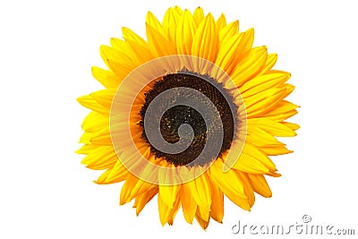 Sunflower Stock Photo