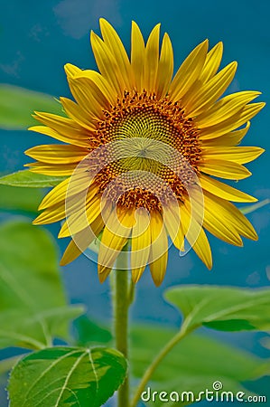 Sunflower Stock Photo