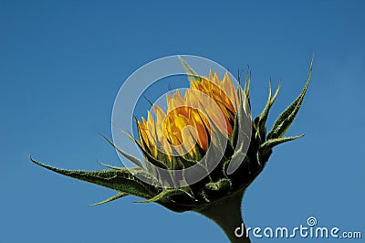 Sunflower but Stock Photo