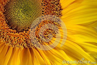 Sunflower Stock Photo