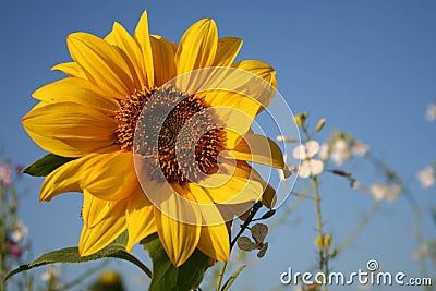 Sunflower Stock Photo