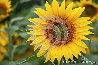 Sunflower Stock Photo