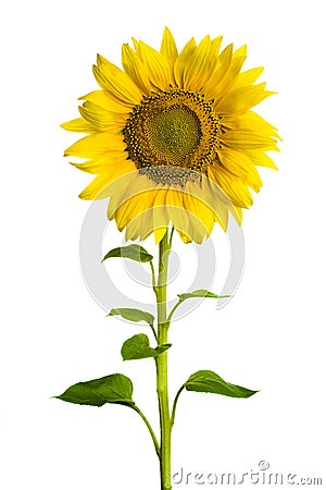 Sunflower Stock Photo