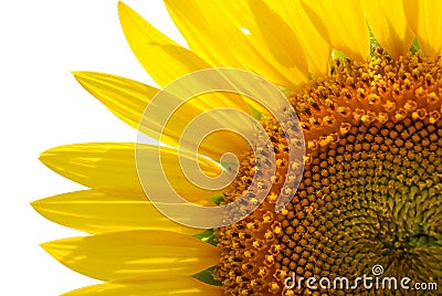 Sunflower Stock Photo