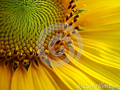 Sunflower Stock Photo