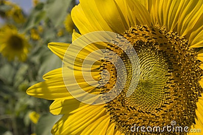 Sunflower Stock Photo