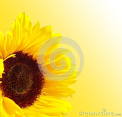 Sunflower Stock Photo