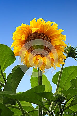 Sunflower Stock Photo