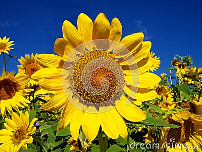 Sunflower Amongst Many Stock Photo