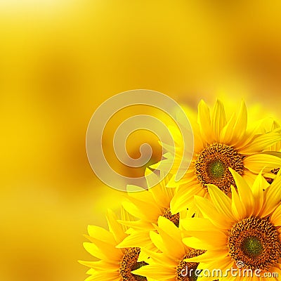 Sunflower background Stock Photo