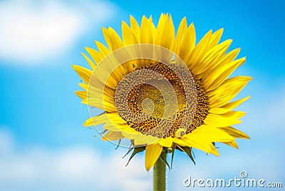 Sunflower on background of clouds and blue sky Stock Photo