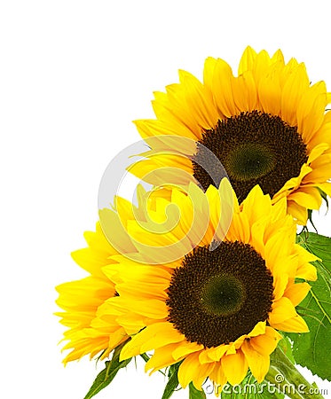 Sunflower background image isolated on white Stock Photo