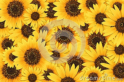 Sunflower background Stock Photo