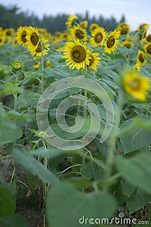 Sunflower Backgrounds Stock Photo