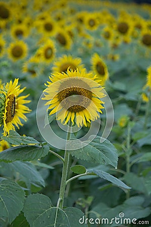 Sunflower Backgrounds Stock Photo