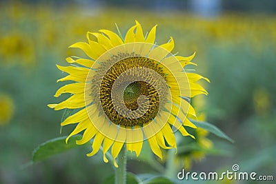 Sunflower Backgrounds Stock Photo