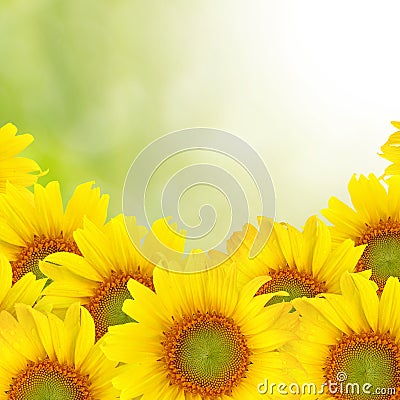 Sunflower Beautiful yellow background Stock Photo