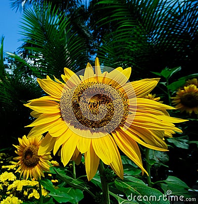 Sunflower with Bee Stock Photo