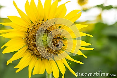 Sunflower Stock Photo