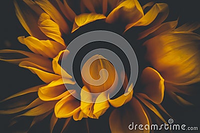 Sunflower on black background Stock Photo