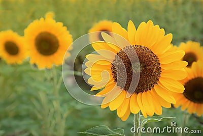 Sunflower blooming in the field. Sunflower oil improves skin health and promote cell regeneration Stock Photo