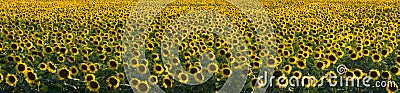 Panoramic view of the sunflower field with blooming flowers. Stock Photo