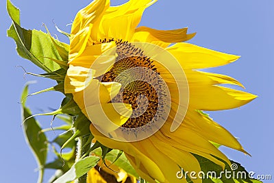 Sunflower Blowing in Wind Stock Photo