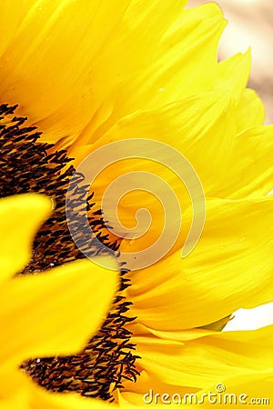 Sunflower blowing in the wind up close on a light background Stock Photo