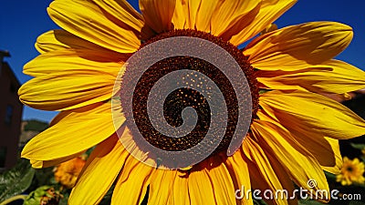 Sunflower Blue Sky Stock Photo