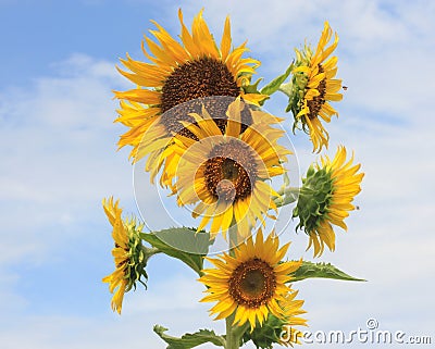 Sunflower on blue sky background Stock Photo