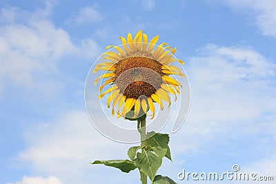 Sunflower on blue sky background Stock Photo