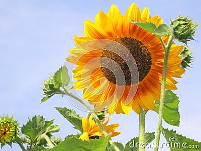 Sunflower - Stock Photos Stock Photo